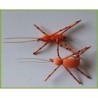 Wholesale Fishing Flies Per Dozen | Premium Trout & Bass Flies. Kenya Fishing Flies.