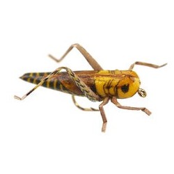 Wholesale Fishing Flies Per Dozen | Premium Trout & Bass Flies. Kenya Fishing Flies.