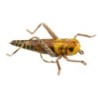 Wholesale Fishing Flies Per Dozen | Premium Trout & Bass Flies. Kenya Fishing Flies.
