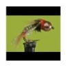 Wholesale Fishing Flies Per Dozen | Premium Trout & Bass Flies. Kenya Fishing Flies.