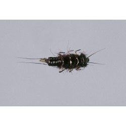 Wholesale Fishing Flies Per Dozen | Premium Trout & Bass Flies. Kenya Fishing Flies.